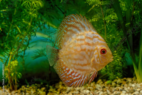 Symphysodon discus