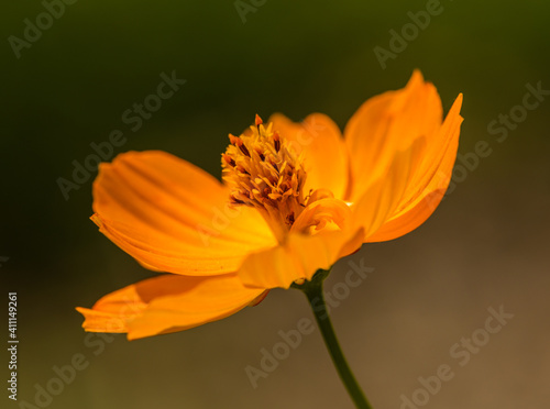 detail of sulfur or yellow cosmos (Cosmos sulphureus) flower, shallow depth of focus