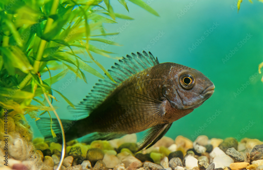 Fototapeta premium Tropheus duboisi