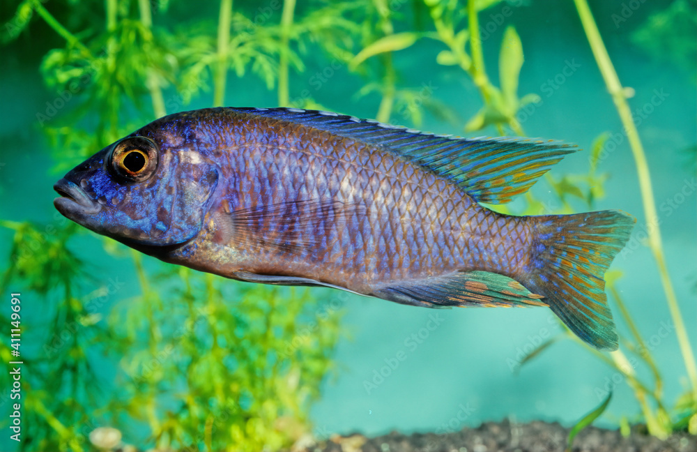 Fototapeta premium Nimbochromis fuscotaeniatus