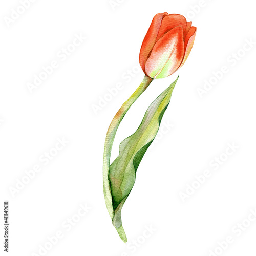Illustration of watercolor hand drawn set of pink tulips isolated on white background.