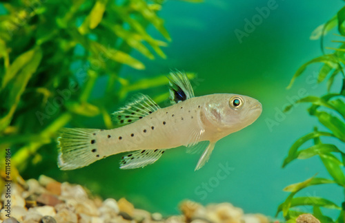 Stigmatogobius sadanundio photo