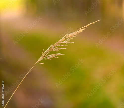 detail of dry grass inflorescence isolated