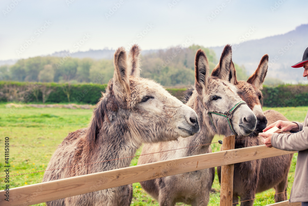 Family of donkeys outdoors on the meadow in spring. The human feeding the donkeys Family of donkeys outdoors on the meadow in spring. The human feeding the donkeys