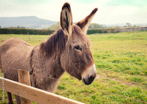 Donkey portrait on the farm near the fence