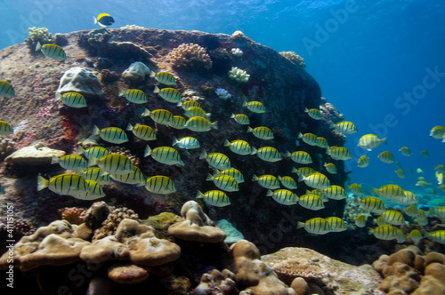 School of yellow Convict Tangs fish  Acanthurus triostegus . Seychelles