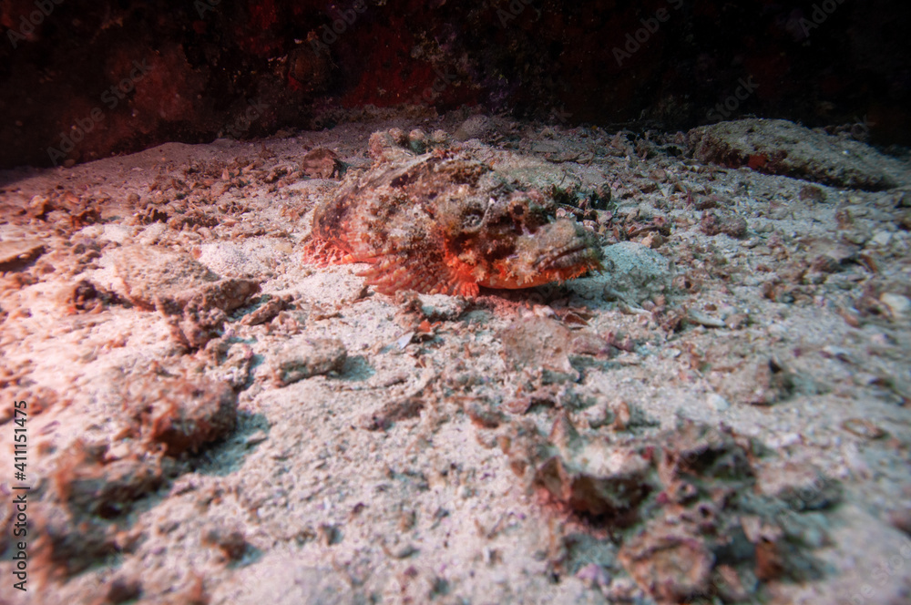 Two Scorpionfish on the floor ocean with rocks