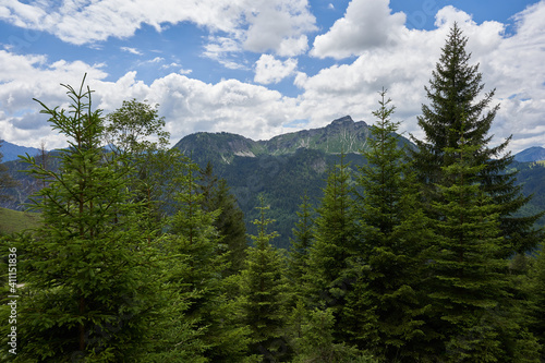 High green landform in the Tannheim mountains  conifers in the foreground  blue sky with white clouds. Germany  Bavaria.