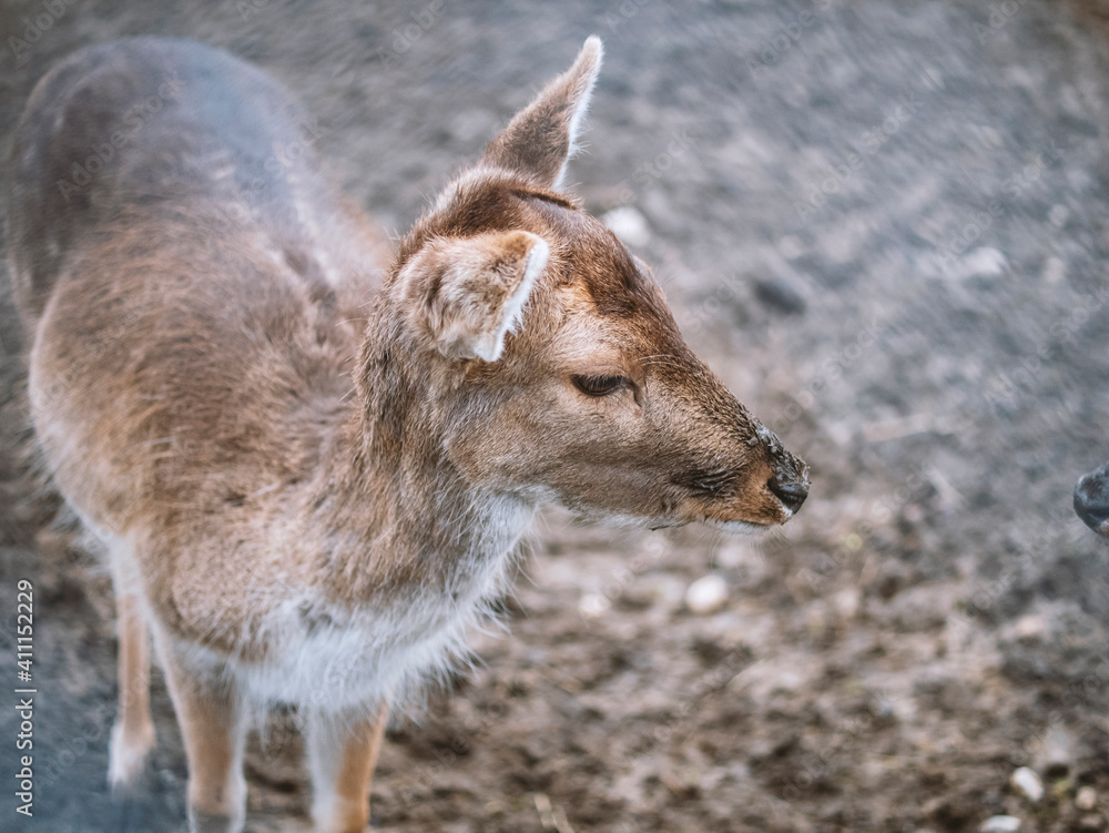 Fototapeta premium biche jardin de ville
