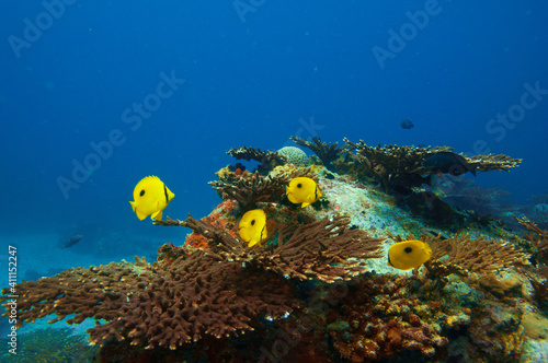 Fototapeta Naklejka Na Ścianę i Meble -  Tropical fish Zanzibar Butterflyfish  (Chaetodon zanzibarensis) swimming over the stony coral reef with blue water