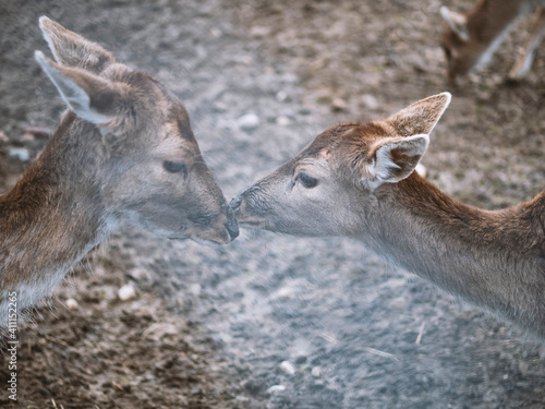 biche jardin de ville photo