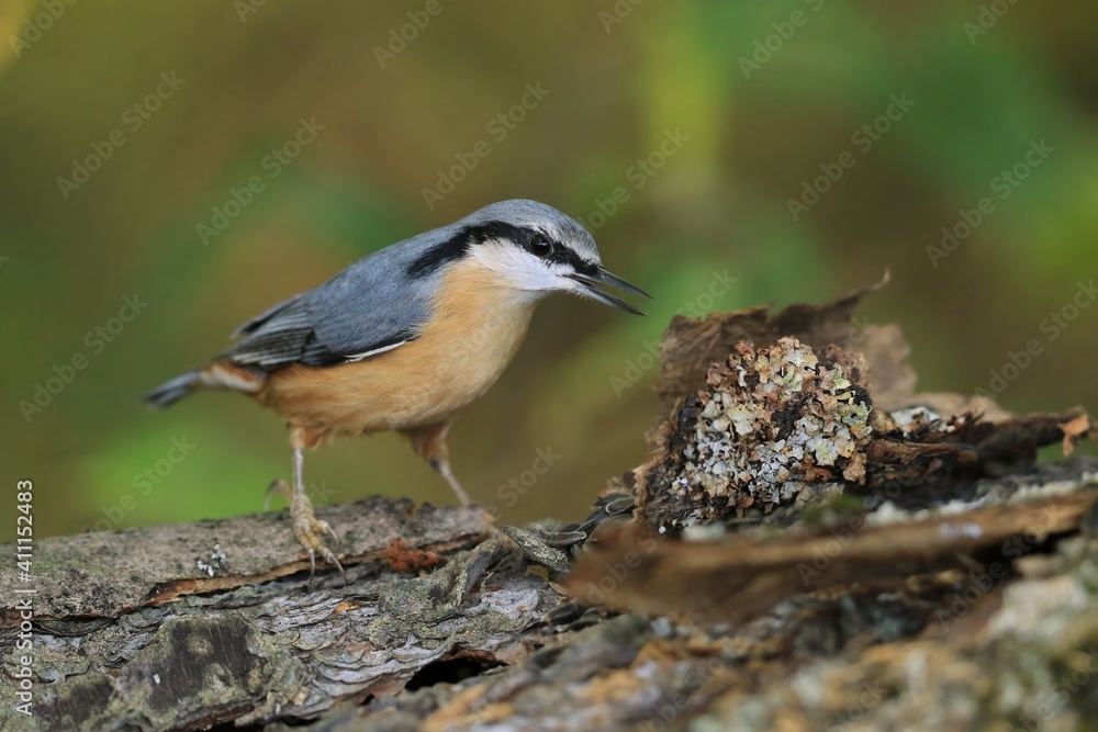 Fototapeta premium Eurasian nuthatch (Sitta europaea) sits on the stump. nuthatch in the nature habitat. Wildlife scene from fall forest.