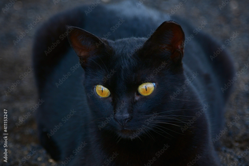 A black cat with bright yellow eyes.
