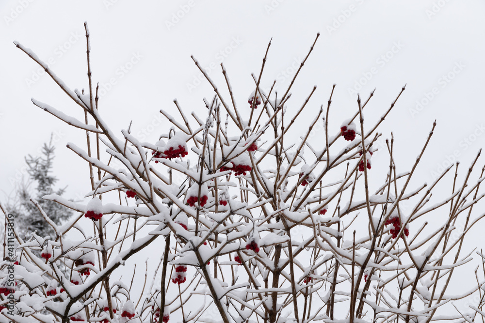 Snow on red berries and rowan branches. Winter natural background Snow on red berries and rowan branches. Winter natural background