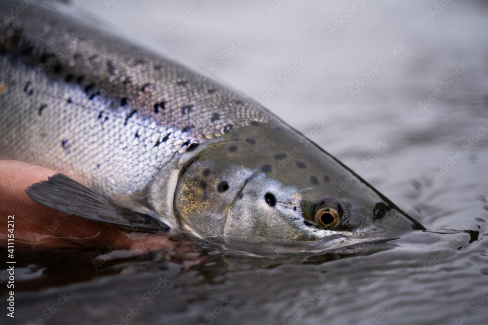 A fisherman releases wild Atlantic silver salmon into the cold water