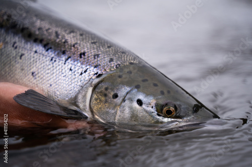 Obraz na płótnie A fisherman releases wild Atlantic silver salmon into the cold water w salonie