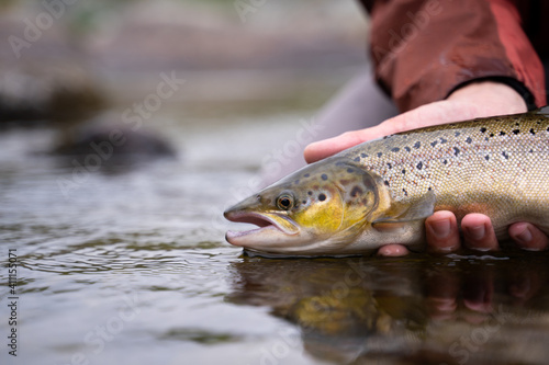 Fototapeta Naklejka Na Ścianę i Meble -  A fisherman releases wild Atlantic brown trout into the cold water