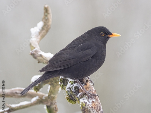 Amsel im Schnee photo