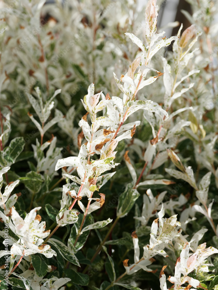 Saule Crevette sur tige (Salix integra), arbuste buissonnant au fines feuilles oblongues, finement dentées, panachées de gris-vert brillantes sur des rameaux rougeâtres Saule Crevette sur tige (Salix integra), arbuste buissonnant au fines feuilles oblongues, finement dentées, panachées de gris-vert brillantes sur des rameaux rougeâtres