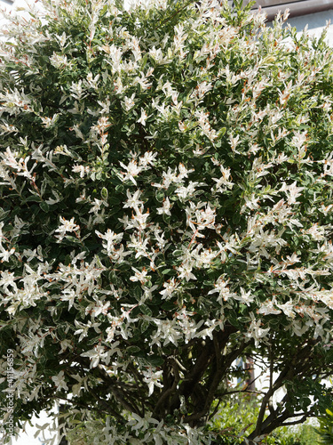 Salix japonica ou integra, saule-arlequin ornemental aux fines feuilles étroites, blanches nuancées de vert et rose évoquant les couleurs d'une crevette photo