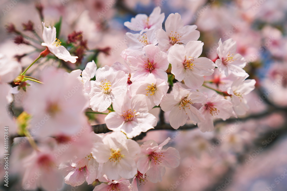春の陽気に咲く桜
