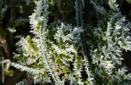 Close up with Leaves on the grass field in the winter morning with frost on it © trinetuzun