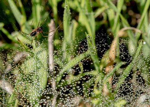 small spider on the edge of a web covered in water droplets © Erich