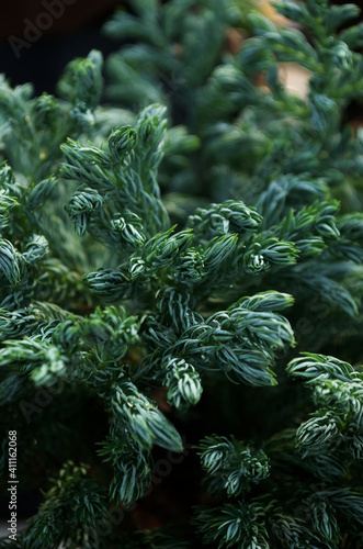 mini green pine and blur