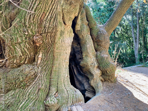 old chestnut tree of canoves