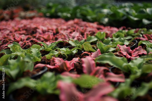 red and green plant in pot with blur