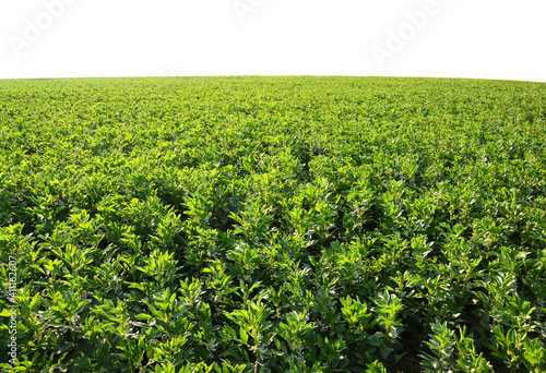 Cultivated field of broad or fava beans ( Vicia Faba ) on white background.