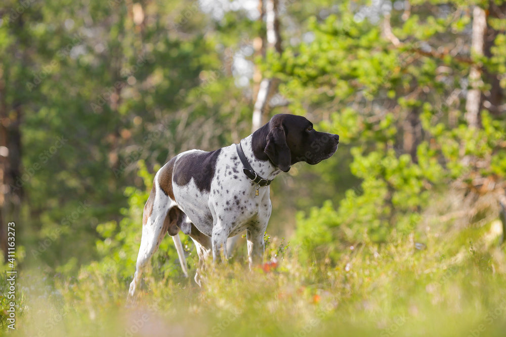 Dog english pointer