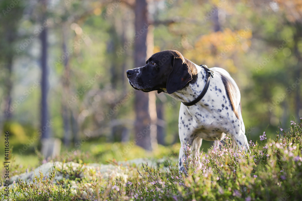 Dog english pointer