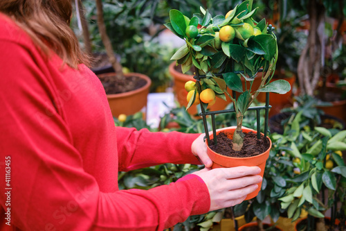 Принти на полотні Woman gardener hands with a calamondin citrus tree in flower pot, greenhouse sto