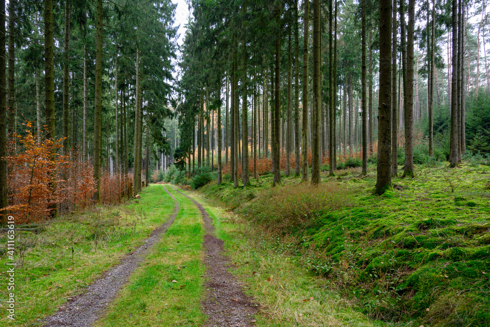 Waldweg im Odenwald Waldweg im Odenwald