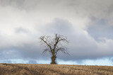 Single tree alone on farm field and sky storm clouds