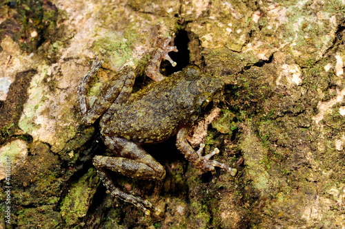 Halliday's Shrub Frog // Halliday Ruderfrosch (Pseudophilautus cf. hallidayi) Sri Lanka photo