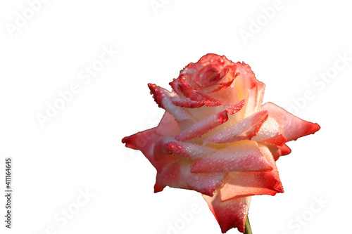 Fresh pink  rose in the sunlight  close-up  Isolated on white