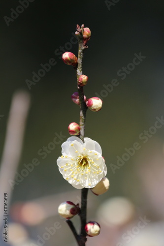 梅の花（白）