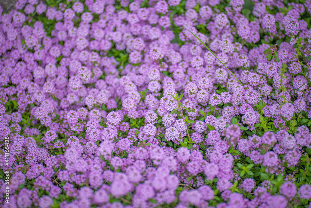 花 花