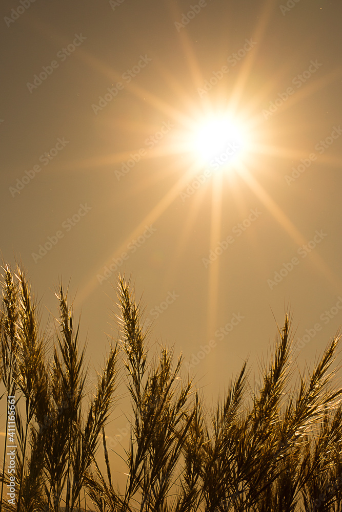 Sol calentando espigas de trigo