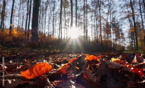 Forest floor with red autumn leaves, looking up towards the sun star.