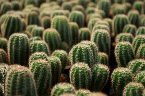 baby cactus in pot with daylight and blur