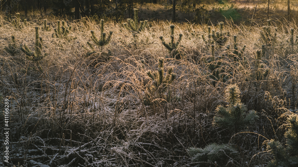 Sun-lit grass stalks covered with frost, grow young pines. Background blurred, forest. Sun-lit grass stalks covered with frost, grow young pines. Background blurred, forest.