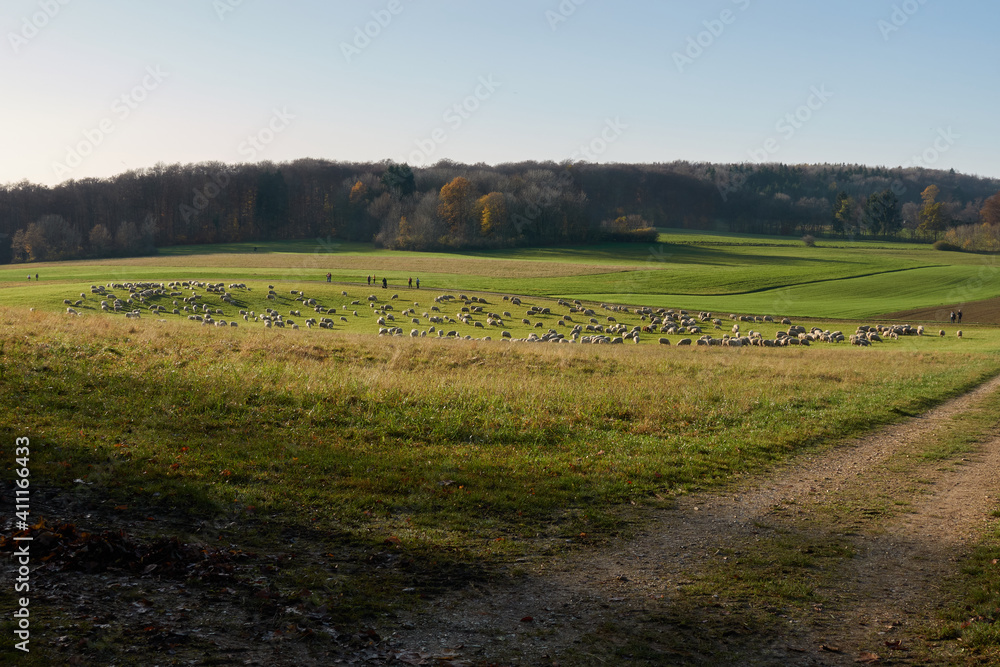 View of a flock of sheep with a lot of animals. The farm animals graze on a green meadow.