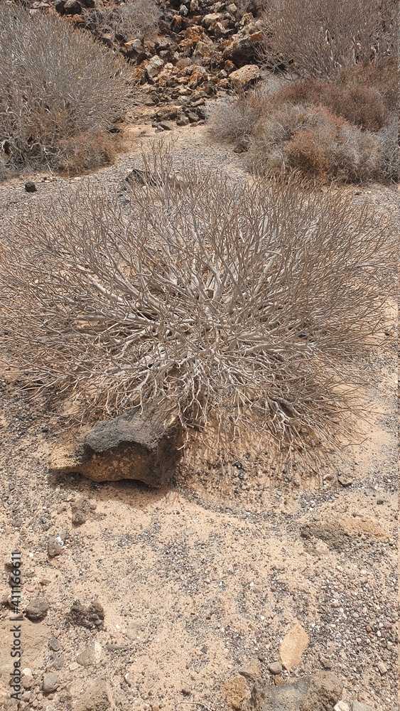 Obraz premium fuerteventura lobos dessert climate
