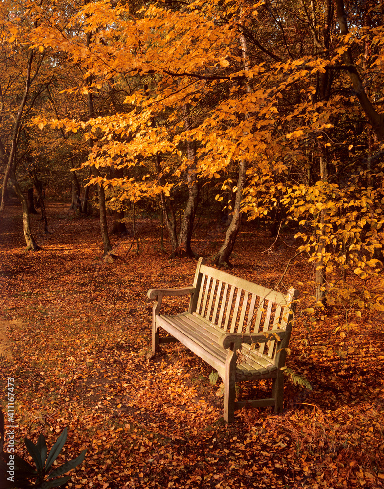 Bench in the autumn woods