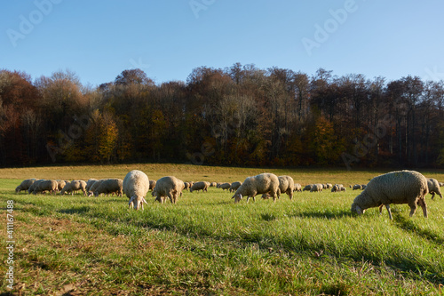 Some white sheep are eating lush grass, in front of a forest. Copy space.