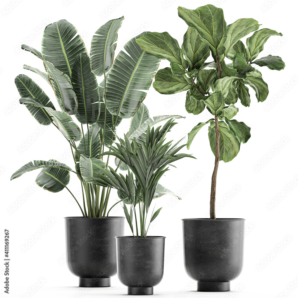 Fototapeta premium exotic plants in a black pot on white background
