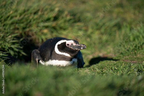 The Magellanic penguin (Spheniscus magellanicus)